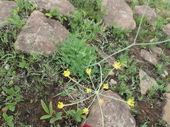 Afrosciadium caffrum