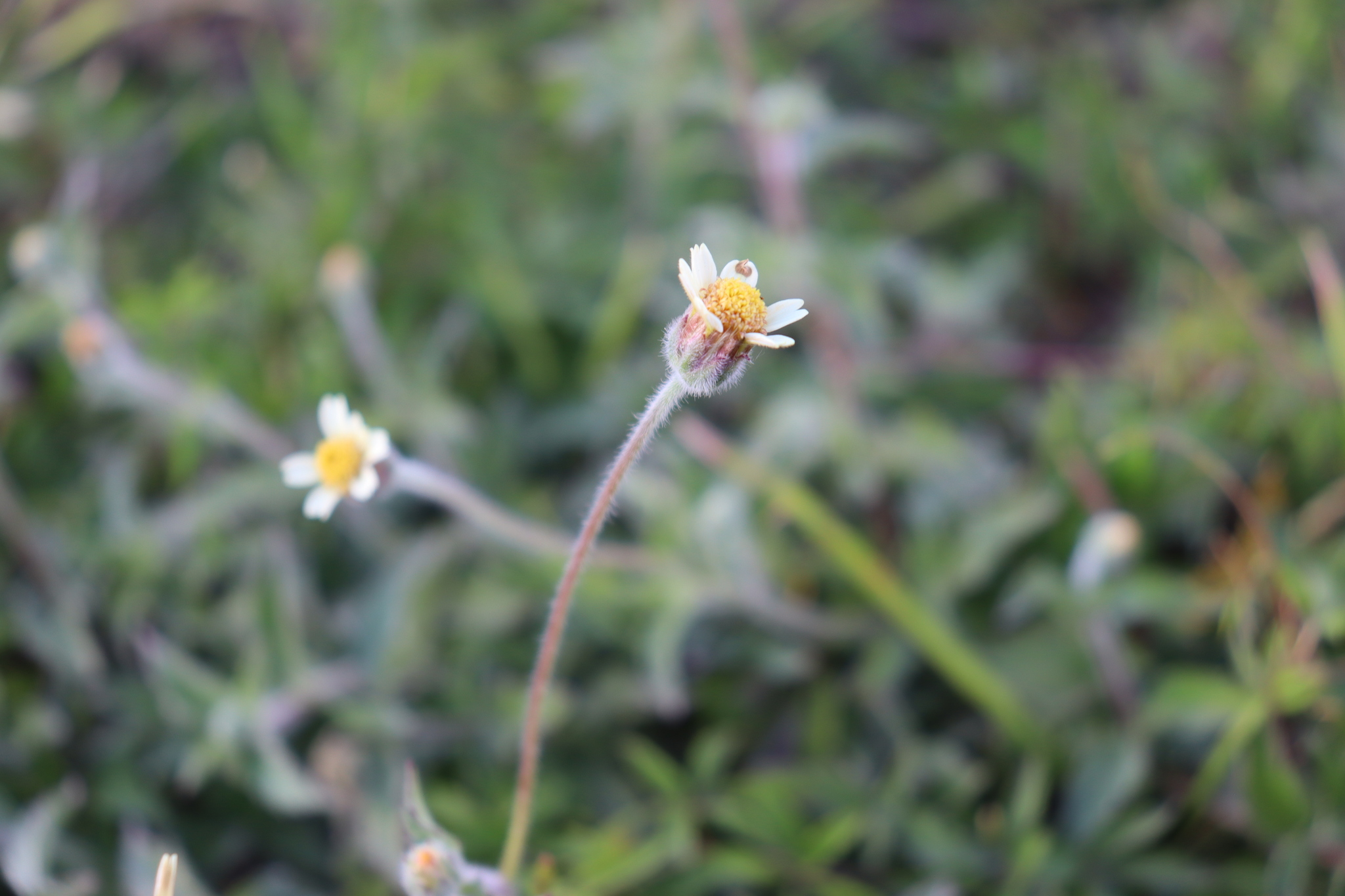 Tridax procumbens