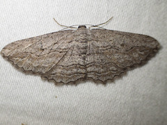 Scioglyptis loxographa