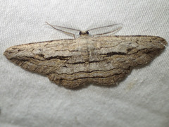 Scioglyptis loxographa