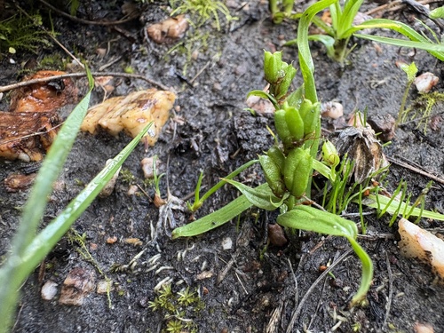 Wurmbea glassii (Wurmbea glassii)