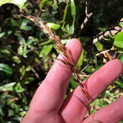 Sorghastrum elliottii