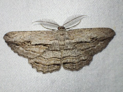 Scioglyptis loxographa