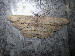 Scioglyptis loxographa