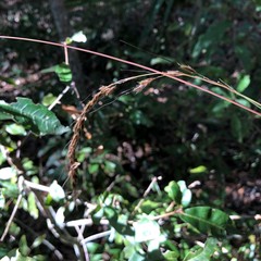 Sorghastrum elliottii