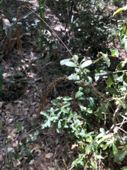 Sorghastrum elliottii