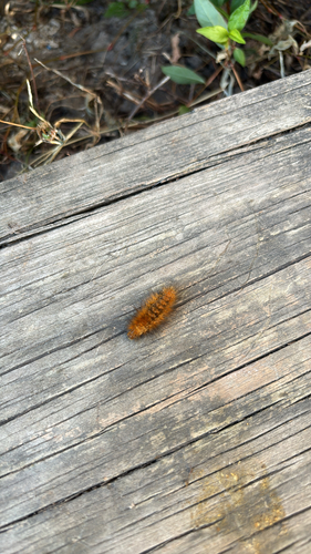 Virginian Tiger Moth