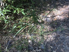 Sorghastrum elliottii
