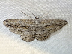 Scioglyptis chionomera