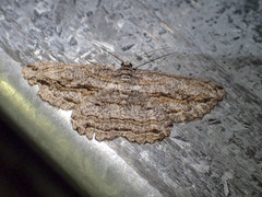 Scioglyptis chionomera