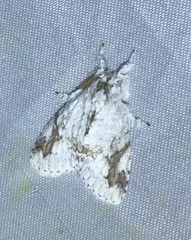 Dasychiroides pratti