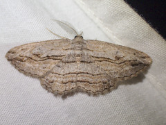 Scioglyptis loxographa