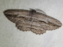 Scioglyptis loxographa