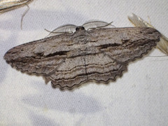 Scioglyptis loxographa