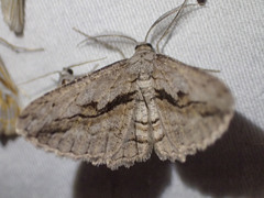 Scioglyptis loxographa