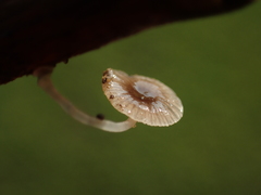 Mycena chlorophos