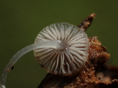 Mycena chlorophos