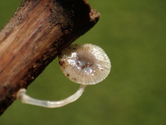 Mycena chlorophos