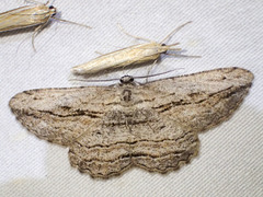 Scioglyptis loxographa