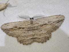 Scioglyptis loxographa