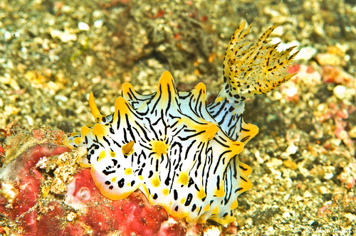 Halgerda okinawa observed 2008-10-15