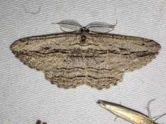 Scioglyptis loxographa