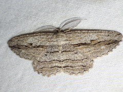 Scioglyptis loxographa