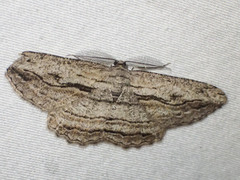 Scioglyptis loxographa