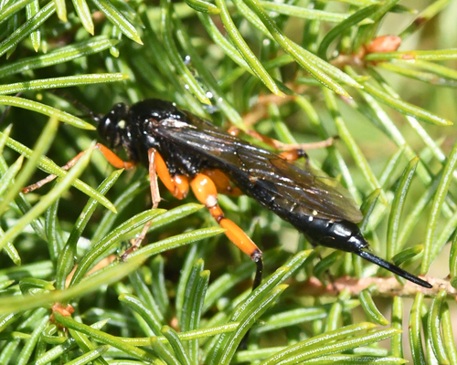 Pimpla pedalis photo 4