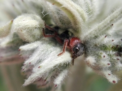 Enoclerus triplagiatus