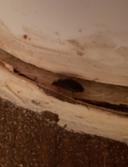 Pycnoscelus surinamensis