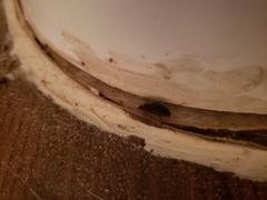 Pycnoscelus surinamensis