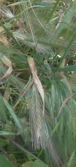 Hordeum murinum glaucum