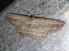 Scioglyptis loxographa