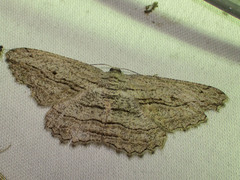 Scioglyptis loxographa