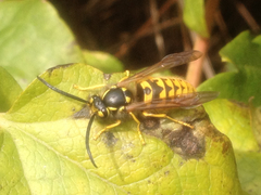 Vespula germanica