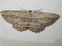 Scioglyptis loxographa