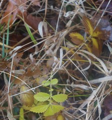 Agrimonia striata