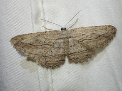 Scioglyptis loxographa