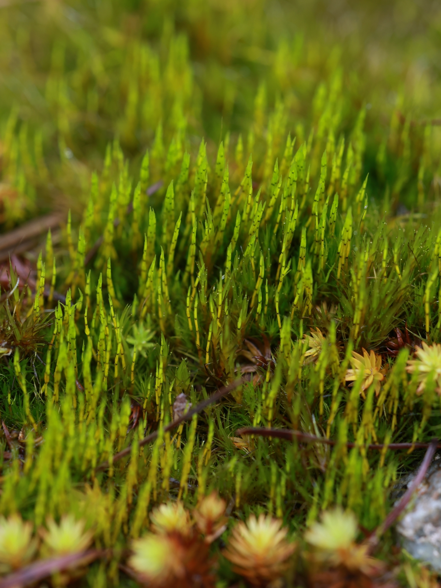 Campylopodiella flagellacea