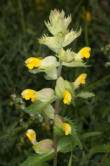 Rhinanthus freynii