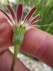 Gerbera serrata