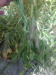 Hordeum murinum glaucum
