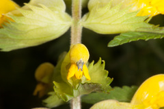 Rhinanthus freynii