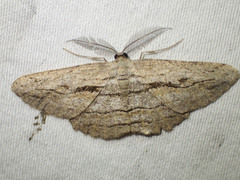 Scioglyptis loxographa