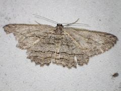 Scioglyptis loxographa