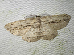 Scioglyptis loxographa