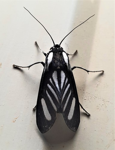 Rhipha strigosa