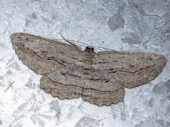 Scioglyptis loxographa