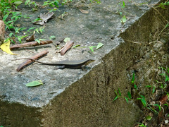 Eutropis lankae